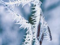 Dichte, lange Raureifnadeln an Zweig mit Kätzchen